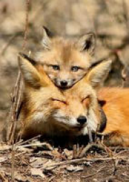 Tendresses Animales [HDTV]
