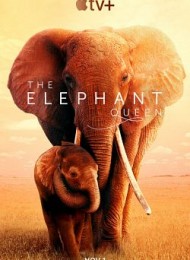 The Elephant Queen